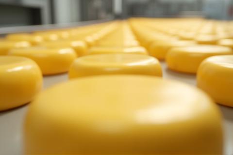 Verse Goudse kaas in de productiefase